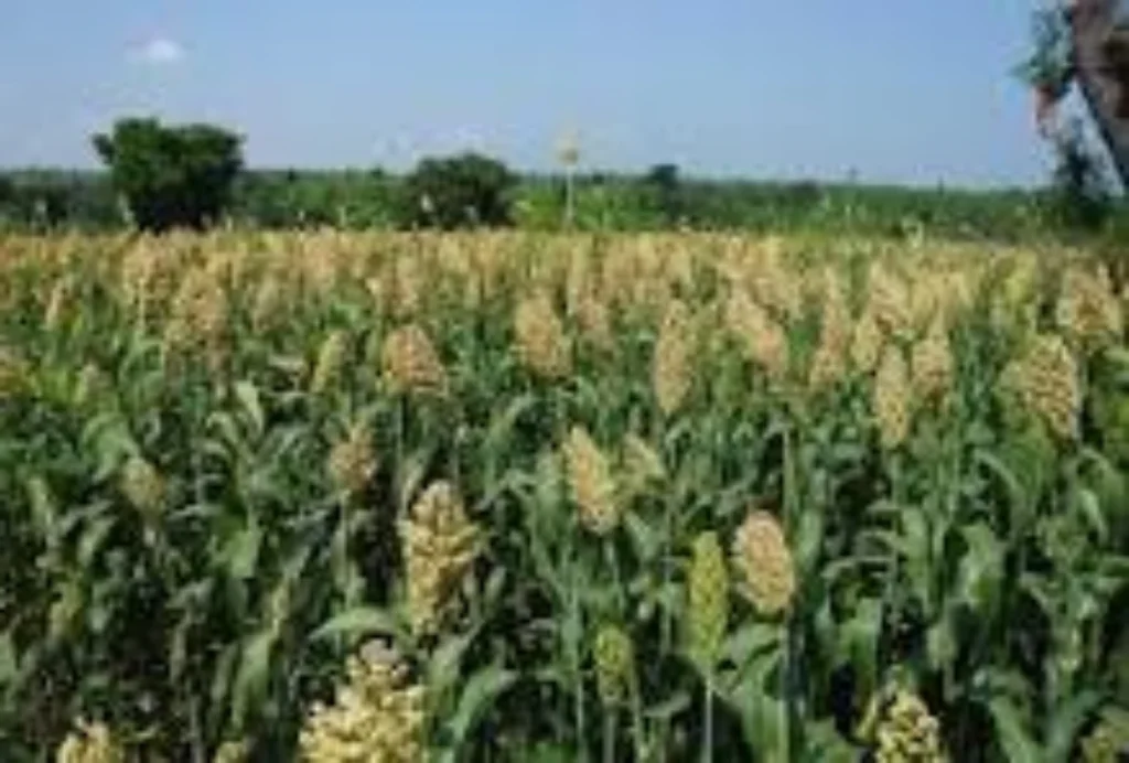 Agricultural of Maharashtra