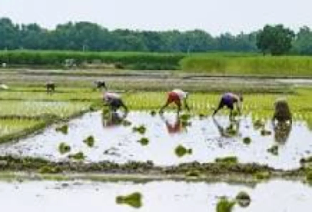 Agriculture of Bihar