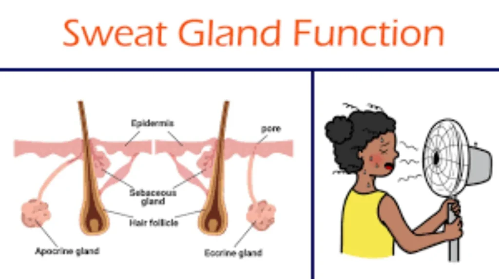 Sweat Glands